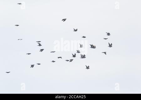 flock of pigeons flying before the storm starts Stock Photo