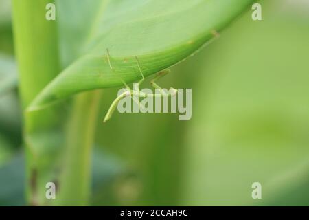 Praying Mantis insect hanging on green plant upside down. Stock Photo