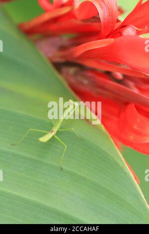 Praying Mantis bug baby on a green leaf never red flower petals. Vertical format photograph. Marco photograph of insects. Exotic flowers  leafs insect Stock Photo