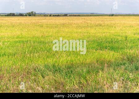 Irrigated rice plantation. Subsistence and precision agriculture. Farm ...