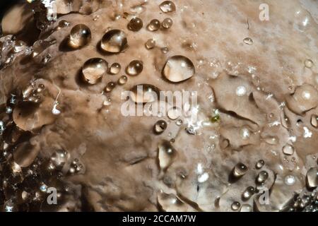 Mushroom on a Decaying Tree with Water Drops Stock Photo