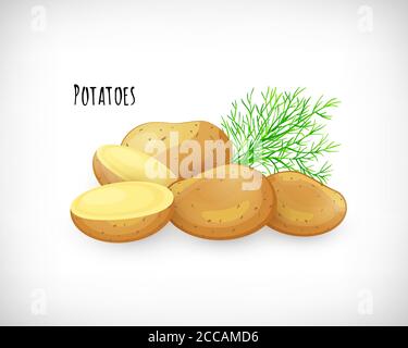 Potatoes whole, half, unpeeled, dill twig in flat style. Vegetable organic eco bio farm product. Lettering Potatoes. Potato fresh raw vegetable image. Stock Vector