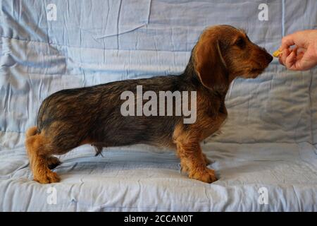 German breed the Dachshund Stock Photo