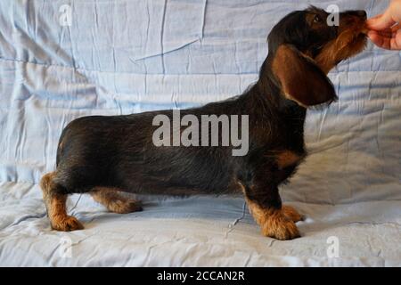 German breed the Dachshund Stock Photo
