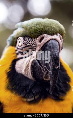portrait of an old Brazilian macaw, emblematic species of the Brazilian and Amazon savannah. Bird in danger of extinction Stock Photo