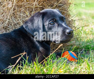 Nine-week-old Black Labrador puppy laying in the shade of a straw bale on a hot summer’s day Stock Photo