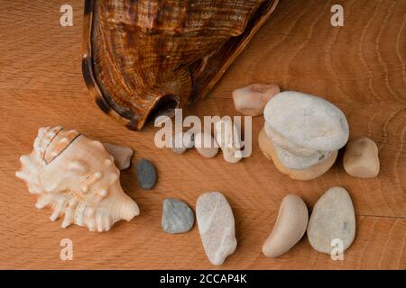 Seashells and a bunch of sea stones, on a wooden board Stock Photo