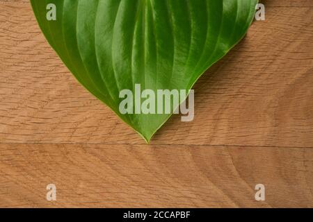 Green Leaves, Roadway Hosts, Shot Close-up Against Wooden Board Background Stock Photo