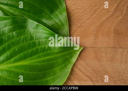 Green Leaves, Roadway Hosts, Shot Close-up Against Wooden Board Background Stock Photo