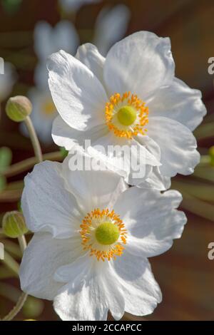 White Japanese Anemone flower. Stock Photo