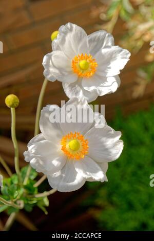 White Japanese Anemone flowers. Stock Photo