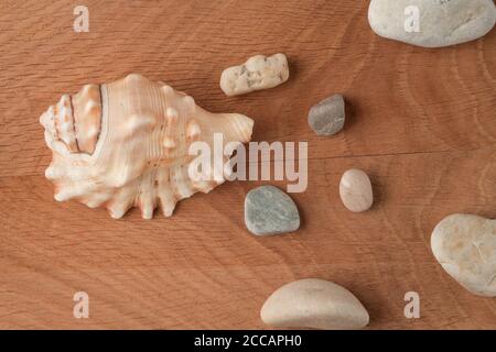 Smooth stones of various sizes and a shell on the background of a wooden board Stock Photo