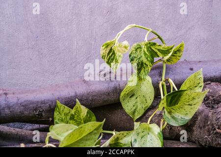 Epipremnum Aureum or Golden Pothos leaves are glossy green leaves Stock Photo