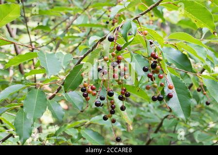 wild prunus padus berries on twig closeup selective focus Stock Photo
