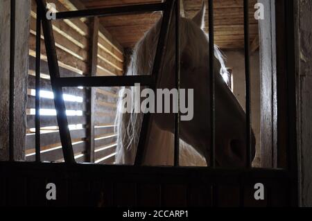 White-maned horse in a stable looks out from behind the bars. Stock Photo