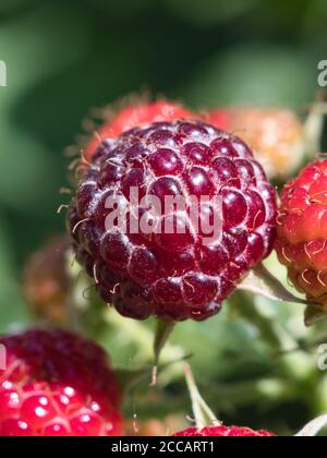An organic blackberries ripen on the bush. Sunlight. Stock Photo