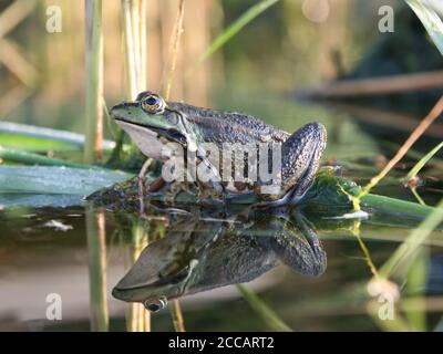 The frog is sitting on the water. Reflection of a frog in the water. Stock Photo
