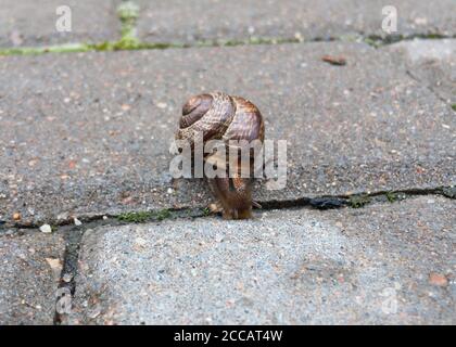 Small snail on the tile close up. Selective focus. High quality photo Stock Photo