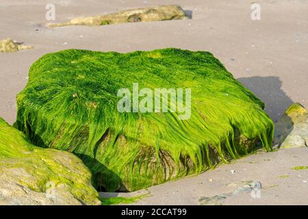 Lumps of Enteromorpha spec. / Ulva spec., green alga  species of gutweed (Ulvaceae) growing on rock on the beach at low tide, Normandy, France Stock Photo
