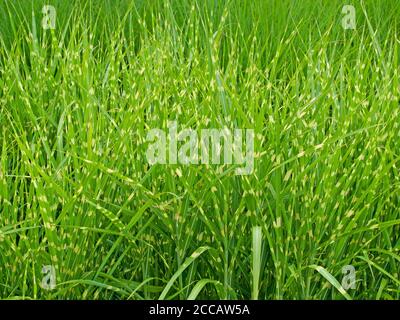 Porcupine grass, miscanthus sinensis Stock Photo