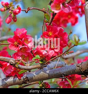 Flowering ornamental quince, Chaenomeles, in red Stock Photo