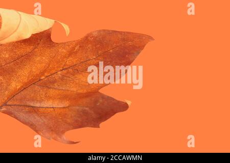 dry leaf on orange background Stock Photo