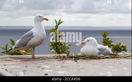 Pair of herring gulls, Larus argentatus, one bird breeding on a platform in Mousehall. Cornwall UK Stock Photo