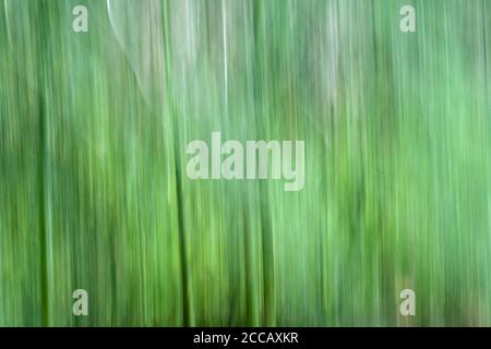 Motion blur image of asparagus stalks. Motion blur is often used in nature photography. Stock Photo