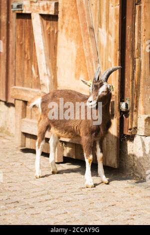 A goat (Capra aegagrus hircus) at the petting zoo and children's garden at Egapark in Erfurt, Germany. Stock Photo