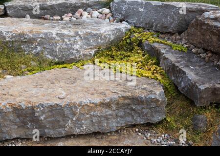 Natural stone steps with Lysimachia nummularia 'Aurea' - Golden creeping Jenny in residential backyard. Stock Photo