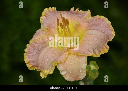 Closeup Of A Pink And Yellow Hemerocallis Daylily Flower, Variety 