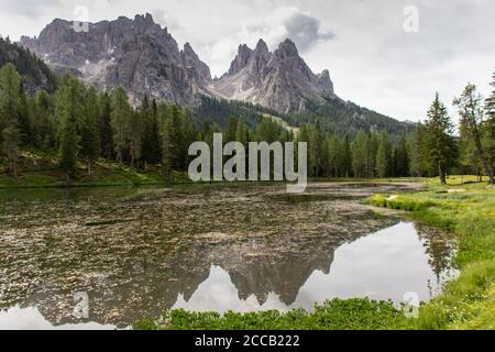 Incredible nature landscape in Dolomites Alps. Spring blooming meadow. Flowers in the mountains. Spring fresh flowers. Stock Photo