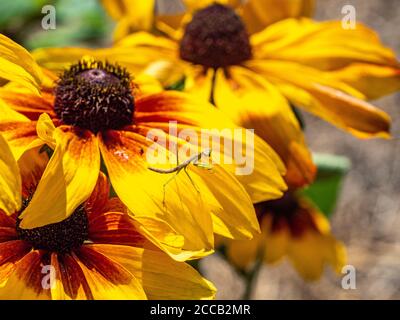 Close up macro of baby praying mantis on yellow black eyed susan flower Stock Photo