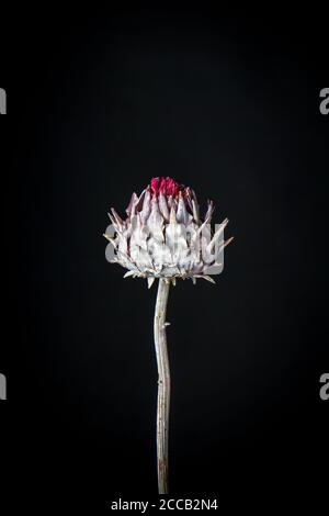 Dry artichoke flower on black backdrop, background or greeting card concept, selective focus Stock Photo