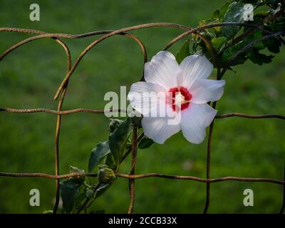 Rose of sharon white flower on rusty garden fence Stock Photo
