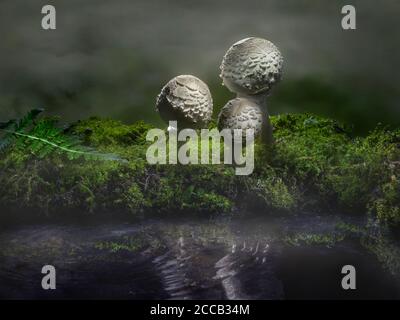 Three mushrooms by puddle in forest with misty fog, Pennsylvania, USA Stock Photo