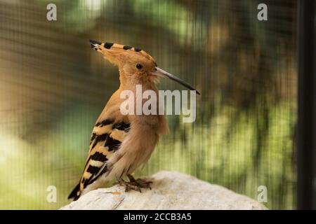 A Eurasian hoopoe (Upupa epops) or common hoopoe, native to Europe, Asia, and Africa, perching on a rock. Stock Photo