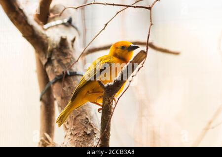 A saffron finch (Sicalis flaveola), a tanager from South America found in the Amazon Basin, perching on a branch. Stock Photo