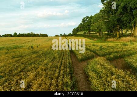 View over fields and rolling hills in English countryside during summer at sunset Stock Photo