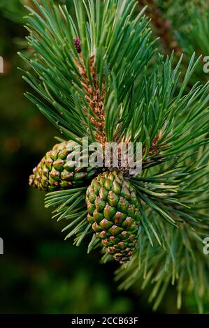 Pinus mugo, green cones on a branch with green needles Stock Photo