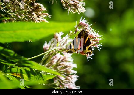 Jersey tiger (Euplagia quadripunctaria), Kamptal-Seenweg 620, hiking near Dobra reservoir, Waldviertel, Austria Stock Photo