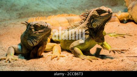 two chameleons relaxing in the zoo Stock Photo