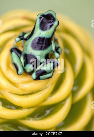 A green and black poison dart frog (Dendrobates auratus) perched atop a rain soaked golden beehive ginger plant in the jungles of Costa Rica. Stock Photo