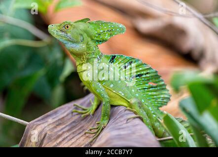 An adult male green basilisk lizard (Basiliscus plumifrons) standing on a large dead leaf in Costa Rica. Stock Photo