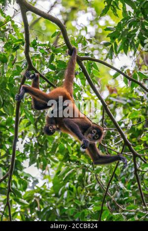 An adult female spider monkey (Ateles geoffroyi) hangs from a tree branch by her tail while her baby clings to her stomach in Costa Rica. Stock Photo