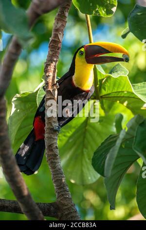 An adult chestnut-mandibled toucan (Ramphastos swainsonii) holding food in its mouth while perched in a tree in the jungles of Costa Rica. Stock Photo