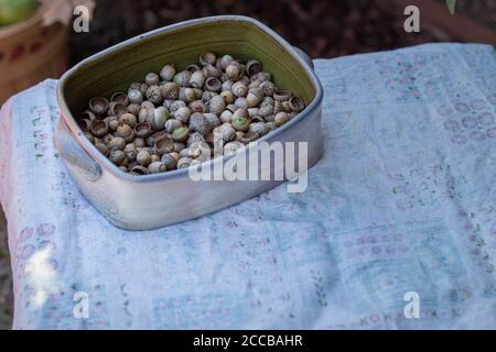 Assorted acorns in handmade pottery bowl on vintage tablecloth outdoors Stock Photo