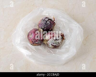White green fungal mold on three raw red purple onions in a plastic bag over a kitchen table. Spoiled vegetables. Wrong food storage condition. Stock Photo