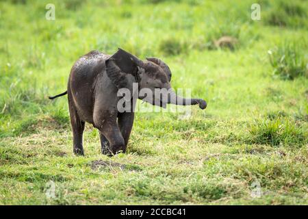 Small baby elephant exploring in Amboseli National Park in Kenya