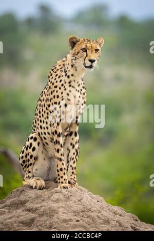 Vertical close up on an adult female cheetah sitting on a termite mound looking alert with green bush in the background in Kruger Park South Africa Stock Photo